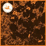 Downliners Sekt - Silent Ascent (CD, Album)