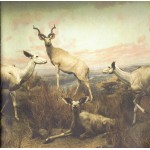 Interpol - Our Love To Admire (CD, Album + DVD-V, EP, PAL + Ltd, RE)