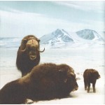 Interpol - Our Love To Admire (CD, Album + DVD-V, EP, PAL + Ltd, RE)