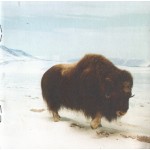 Interpol - Our Love To Admire (CD, Album + DVD-V, EP, PAL + Ltd, RE)