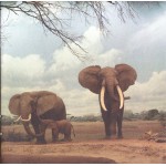 Interpol - Our Love To Admire (CD, Album + DVD-V, EP, PAL + Ltd, RE)