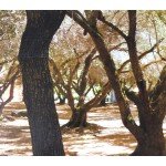Joan Baez - Whistle Down The Wind (CD, Album, Dig)