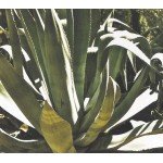 Mystery Jets - Radlands (CD, Album, Dig)